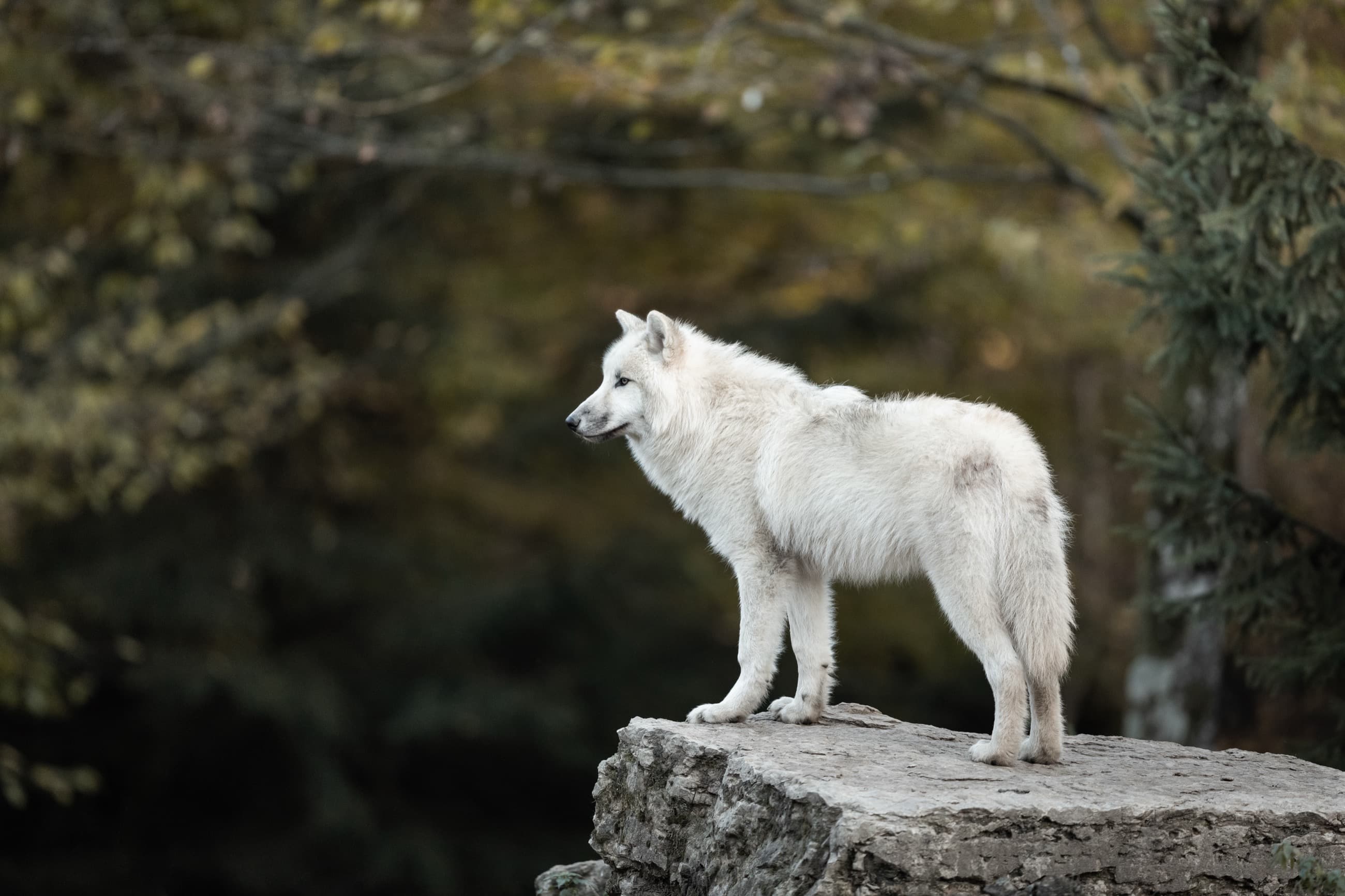 The Founding of The Red Wolf Club
